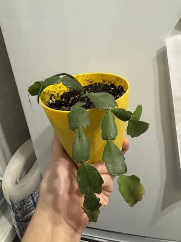 цветы гвоздика: Пальмы(Хомедория),замиокулькасы(доллар) Зензи,черный доллар,зеленый — 4