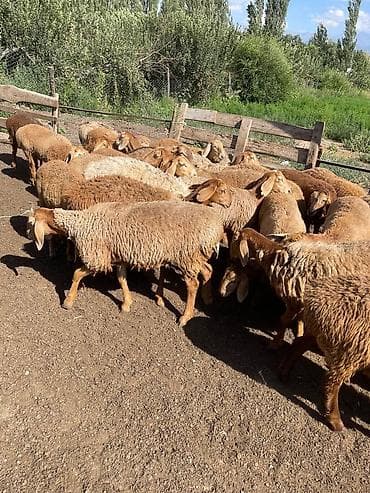 быки год: Продаю | Овца (самка) | Для разведения | Матка — 4