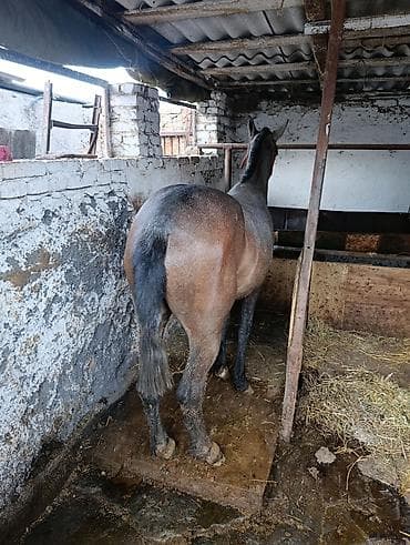 лошадь купить: Продаю | Кобыла (самка) — 6