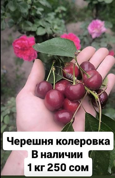 Черешня В розницу