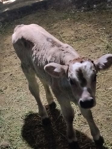 бурый швиц: Продаю | Музоо, торпок | На откорм — 2