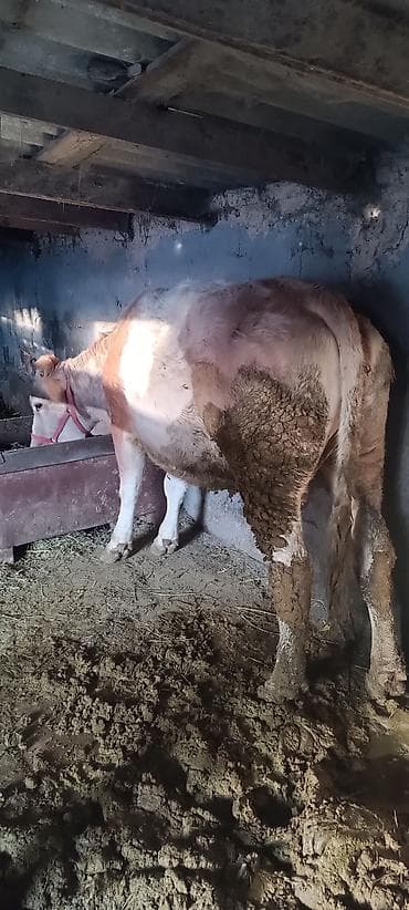 А/ч жаныбарлары үчүн тоюттар: Сатам | Кунаажын | Көбөйтүү үчүн | Кунажын — 4