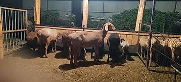 Продаю | Овца (самка) | Для разведения — 3