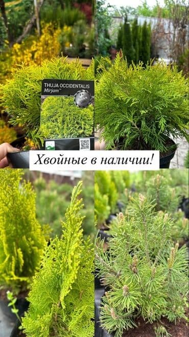 можевельник: Саженцы деревьев: Туи, Платная доставка, Самовывоз — 1