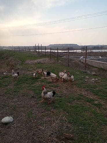 курица квочка: Адлер серебристый 35 Дополнительно: - Собираются вручную ежедневно. - — 2