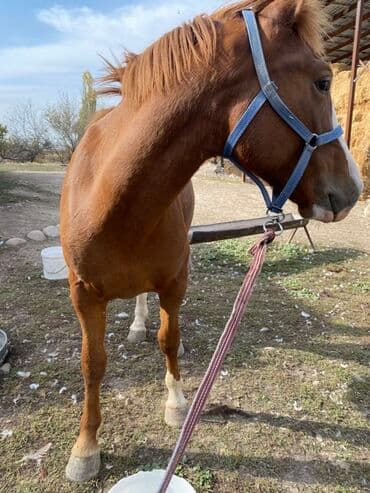 Мышыктар: Сатам | Тай | Көбөйтүү үчүн — 3