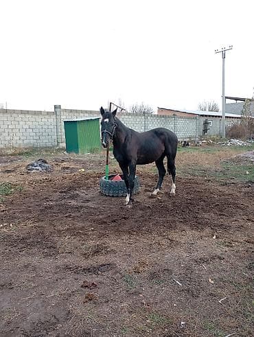 яйцо гусь: Продаю | Жеребец | Полукровка | Конный спорт | Мерин — 1