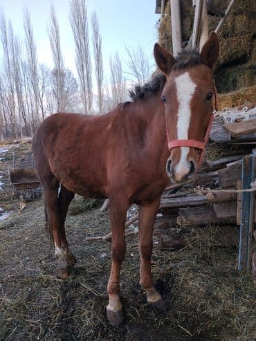 животные домашние: Продаю | Конь (самец) — 2