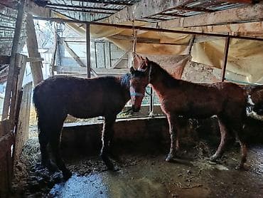 сментал бука: Продаю | Жеребенок | Для разведения — 5