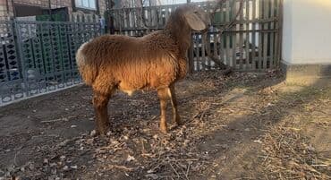 корма для сх животных: Продаю | Ягненок | Арашан | Для разведения — 2
