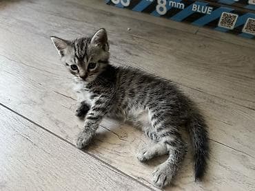 Животные: Шотландские котята: 1) девочка (Scottish fold) 2) девочка (Scottish — 4
