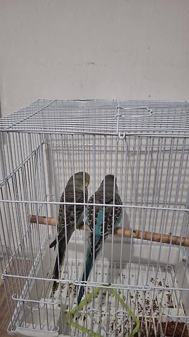 scottish fold: Волнистые попугаи в клетке - Пара волнистых попугаев классической — 1