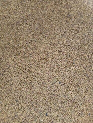 Садовые инструменты и инвентарь: Семена кормовых растений: Люцерна — 3