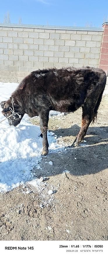 Зоотовары: Продаю | Музоо, торпок | Полукровка | На откорм | Привязанные — 3