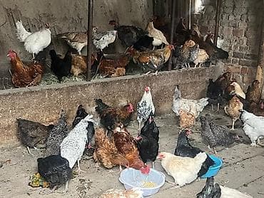 продажа собаки: Продаю | Куры | Домашняя | Для разведения — 1