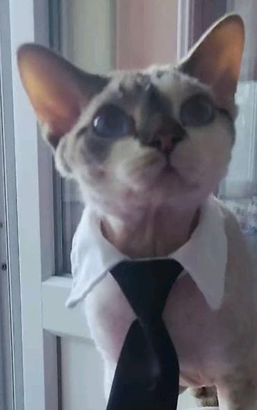 сколько стоит сфинкс цена: Продаётся мальчик,по имени Оскар под кастрацию.Вывожу из — 5