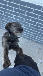 дом для собака: Отдам щенка даром, в добрые, любящие руки. Девочка 6 месяцев в крови — 9