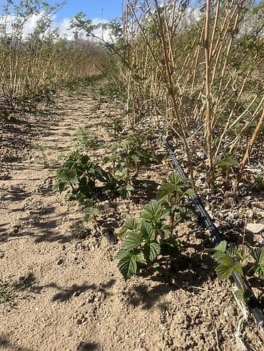 бетон чолпон ата: Малина кочот сатылат сорт пшехиба элитный сорт — 9