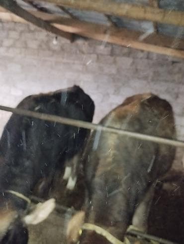 Продаю | Бык (самец) | На откорм | Привязанные