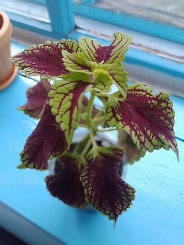 Продаю колеус (пестролистный) и фикусы. Беловодское
