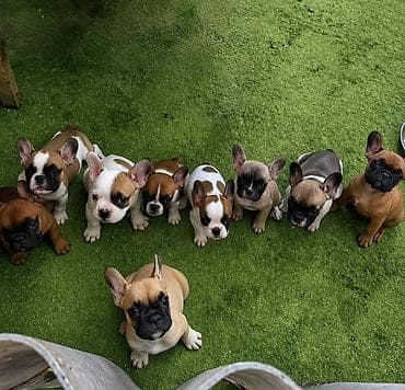 шотландская кошка бишкек: Щенки французского бульдога - Порода: французский бульдог - Окрас — 2