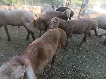 козий сыр: Продаю | Баран (самец) — 6