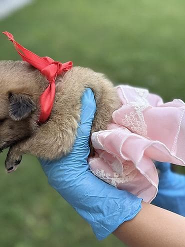 собака домик: СРОЧНО ИЩЕМ ДОМ ДЛЯ ЩЕНКОВ 🐾 Этих малышей выбросили в завязанном — 3