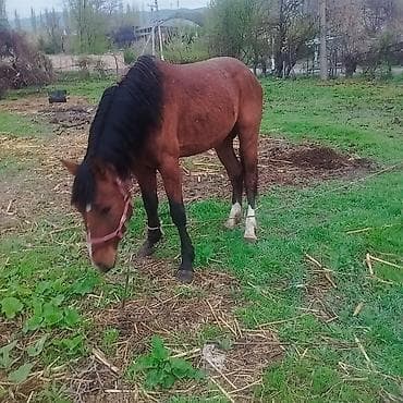 лошадь улак: Продаю | Жеребец | Рабочий | Мерин — 4
