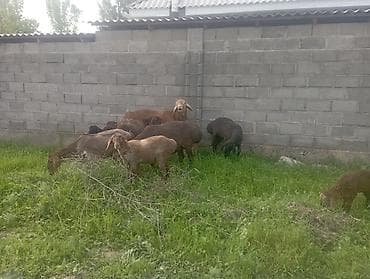 гуси линда: Продаю | Овца (самка) | Полукровка | Для разведения | Племенные — 7