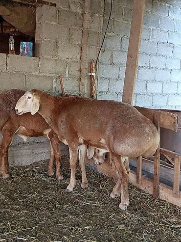 кошки манчкины: Продаю | Баран (самец) | Арашан | Для разведения — 4