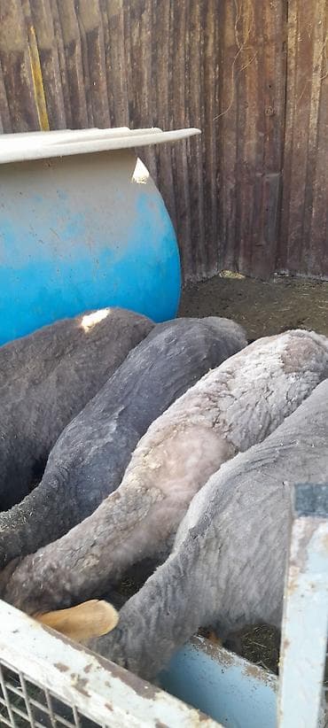 голуби птицы животный: Продаю | Овца (самка) | Для разведения | Племенные — 1