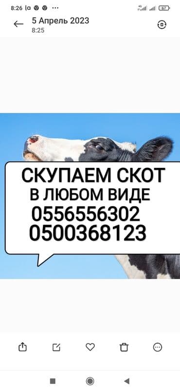 эчки сатып алам: Сатып алам | Уйлар, букалар, Жылкылар, аттар | Күнү-түнү, Бардык шартта, Союлган — 1