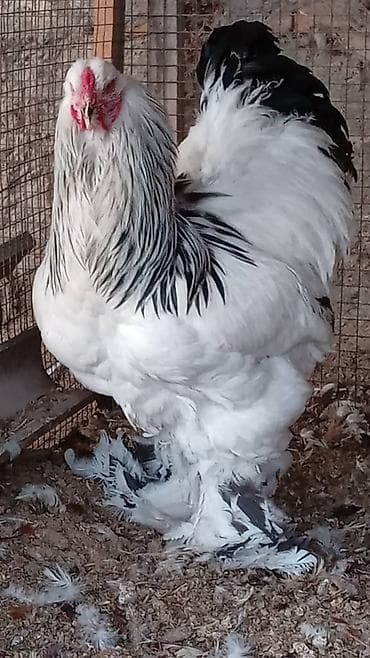 уй сан: Продаю | Петух | Брама | Для разведения — 2