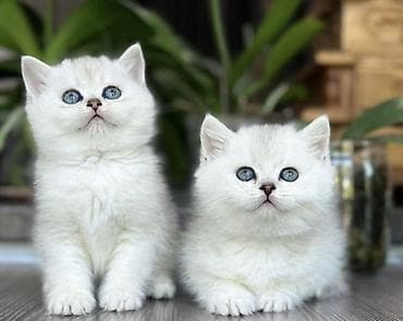 британские короткошерстные котята: Британская короткошёрстная, 1 месяц, Мальчик, Серебристая шиншилла — 1