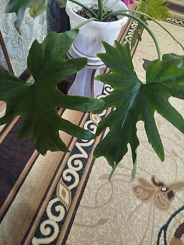 Филодендрон рассечённолистный (Philodendron selloum/бипиннатофидум) - — 1