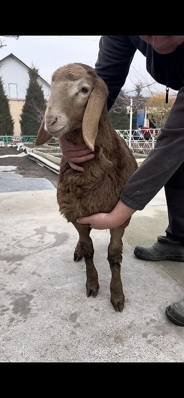 папугай карела: Продаю | Баран (самец) | Для разведения | Племенные — 8