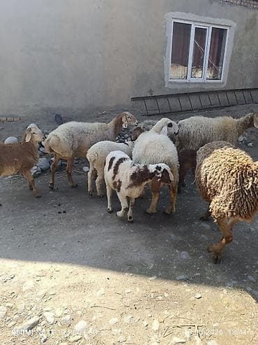 где купить цыплят несушек: Продаю | Овца (самка) | Полукровка | Для разведения | Матка — 5