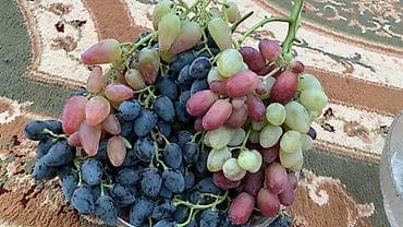 слива кочот: Правильная обрезка плодовых деревьев и винограда. Обрезаю практически — 6