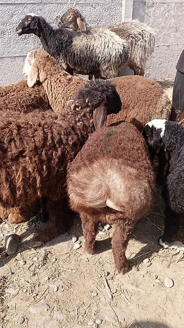 жугору бишкек: 13 800 — 3