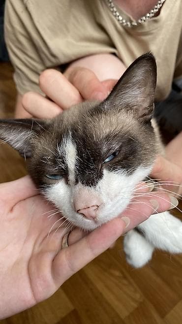 сиамскую кошку: Кошка даром: Сиамская, 1 год, Мальчик, Проглистована, Кастрирована, Приучена к лотку — 5