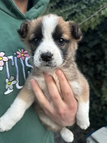 собаки токмок: Ит бекер берилет: 3 айлык, Эркек — 3