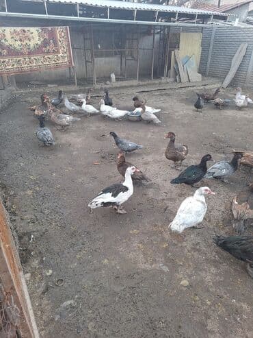 купить собаку шпица недорого: Продаю тяжёлую линию уток.Есть так же гуси порода мамут — 5