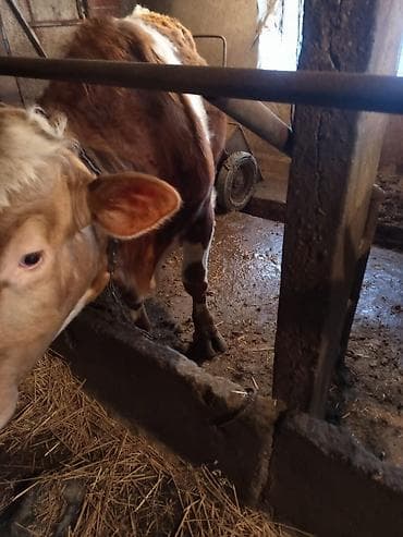 романовский бараны: Продаю | Бык (самец) | На откорм — 6