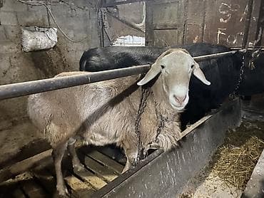 Продаю | Овца (самка) | На забой