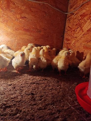 бенгальские кошки бишкек: Продаю | Цыплята | На забой, Несушки — 7