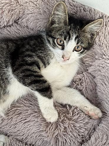 животные кошки: 🐾 Отдаем котят в добрые и заботливые руки! 🐾 Ищут любящую семью — 3