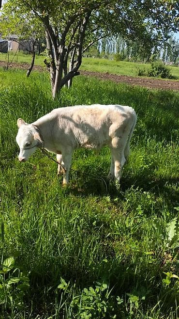 дом животные: Продаю | Тёлка | На откорм | Привязанные — 1