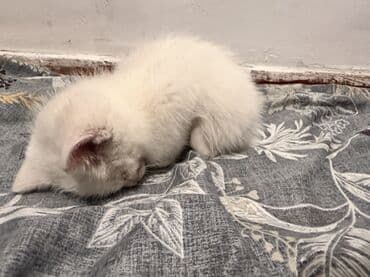 Иттер: Мышык бекер берилет: Породасыз, 3 айлык, Эркек — 5