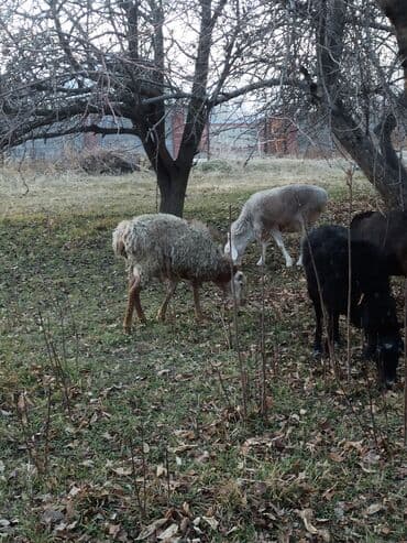 купить домашнюю черепаху: Продаю | Баран (самец) — 1