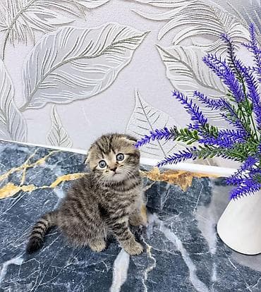 белые кошки: Шотландский вислоухий котёнок (Scottish Fold) - Полосатый окрас — 1